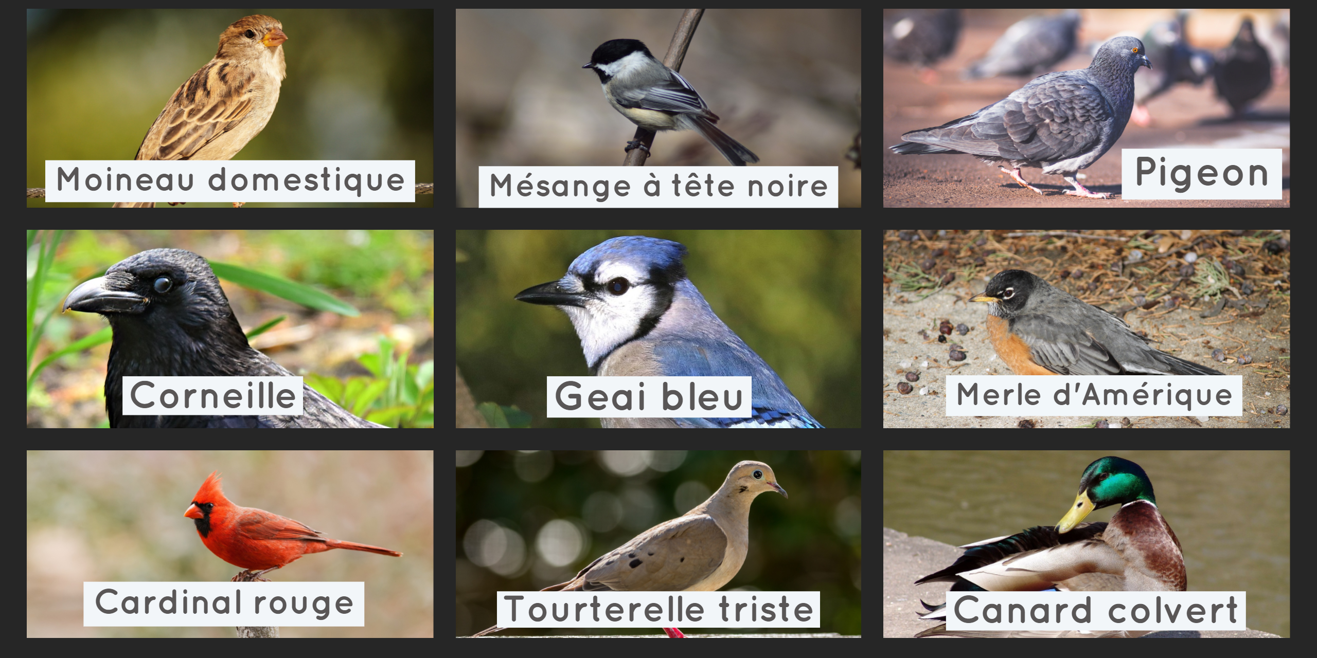 Photo de 9 espères d'oiseaux du Québec