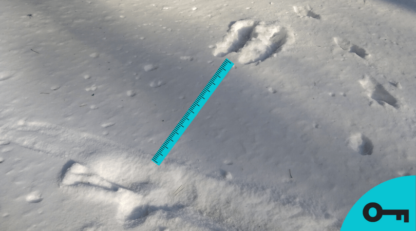 Une ligne dans la neige, des traces de pieds et un mètre pour mesurer la distance sautée.