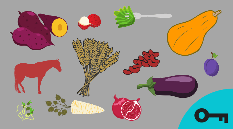 Une image avec des aliments :-patate douce -lychee -légume vert -une courges - une gerbe de blé -un cheval -des haricots -prune -aubergine -des germinations -un panais -une pomme grenade