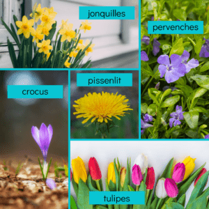 Un mosaïque d'images de fleurs : jonquilles, crocus, pissenlit, pervenches, tulipes.