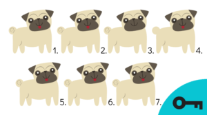 Un jeu visuel : 7 chiens carlin (pug) dont 2 sont différents.